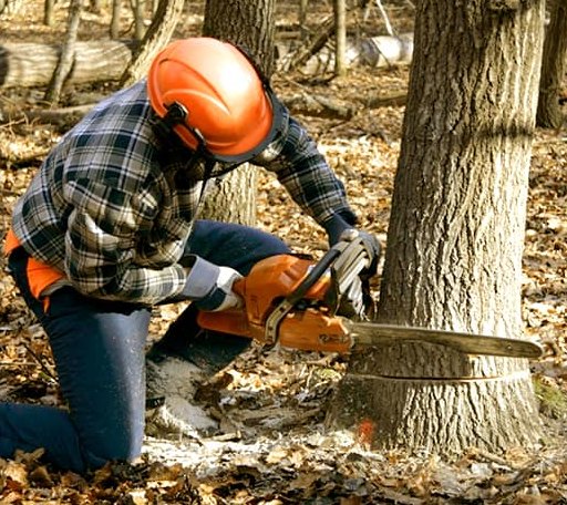 Tree Removal in Bondsville, MA